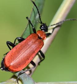 Black-headed Cardinal Beetle