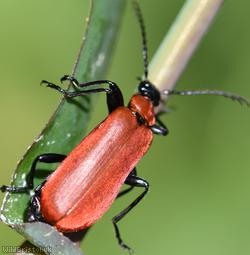 Black-headed Cardinal Beetle