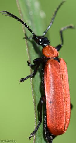 Black-headed Cardinal Beetle