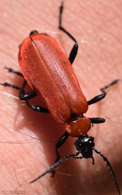 image for Black-headed Cardinal Beetle