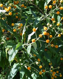 Orange-ball-tree