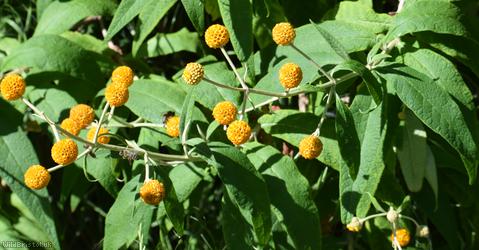 Orange-ball-tree