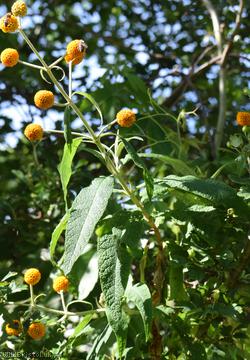 Orange-ball-tree