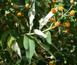 Orange-ball-tree