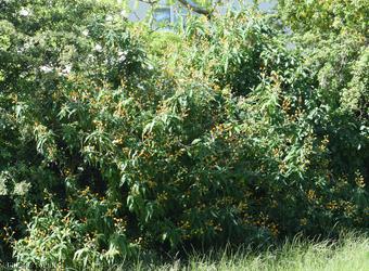 Orange-ball-tree