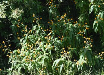 Orange-ball-tree