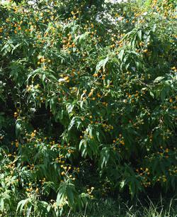 Orange-ball-tree