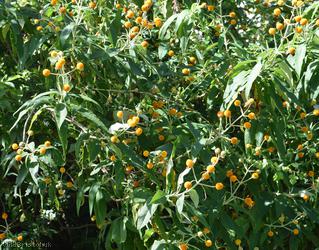Orange-ball-tree