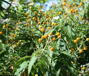 Orange-ball-tree