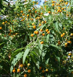 Orange-ball-tree