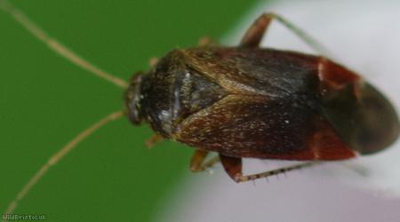 image for Psallus perrisi