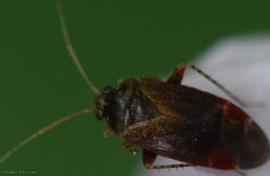 Psallus perrisi