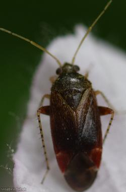 Psallus perrisi