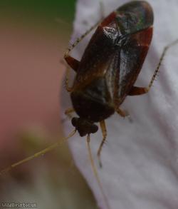 Psallus perrisi