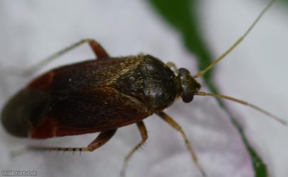 Psallus perrisi