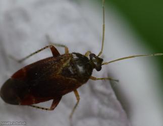 Psallus perrisi