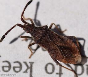 Denticulate Leatherbug
