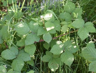 Dusky-stemmed x Tubercled Bramble