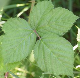 Dusky-stemmed x Tubercled Bramble