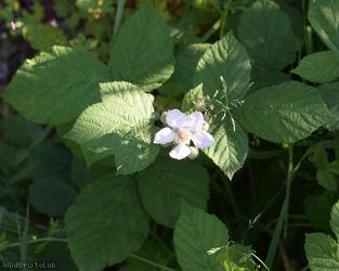 Dusky-stemmed x Tubercled Bramble