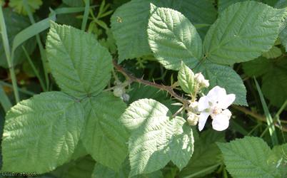 Dusky-stemmed x Tubercled Bramble