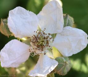 Dusky-stemmed x Tubercled Bramble