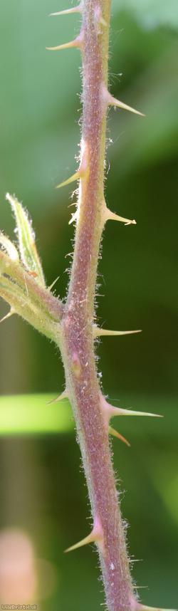 Dusky-stemmed x Tubercled Bramble