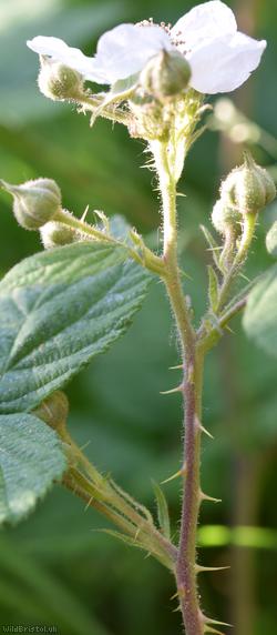 Dusky-stemmed x Tubercled Bramble