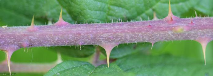Dusky-stemmed x Tubercled Bramble