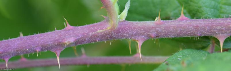 Dusky-stemmed x Tubercled Bramble