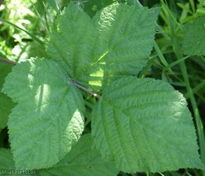 Dusky-stemmed x Tubercled Bramble