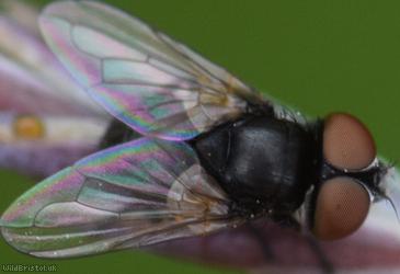 image for Little Phasia