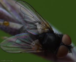 Little Phasia