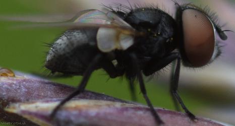 Little Phasia