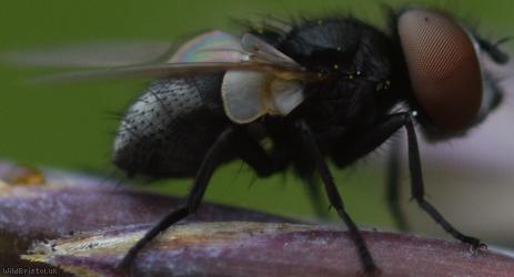 Little Phasia