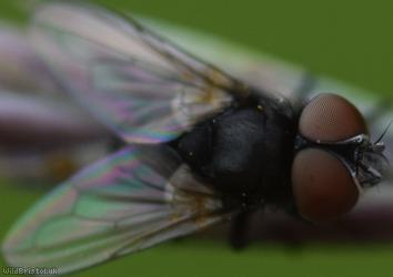 Little Phasia