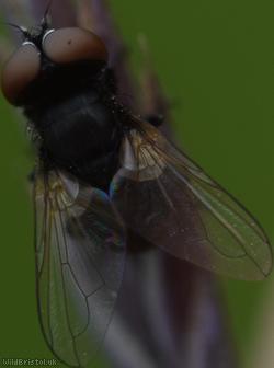 Little Phasia