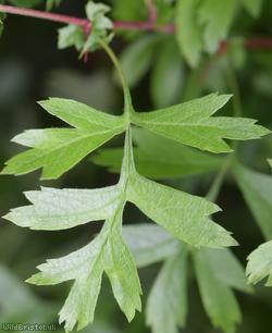 image for Common Hawthorn type 84