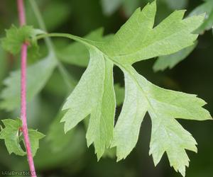Common Hawthorn type 84