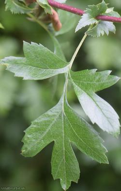Common Hawthorn type 84