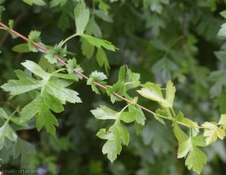 Common Hawthorn type 84