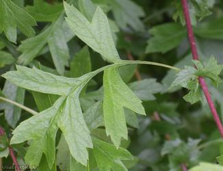 Common Hawthorn type 84