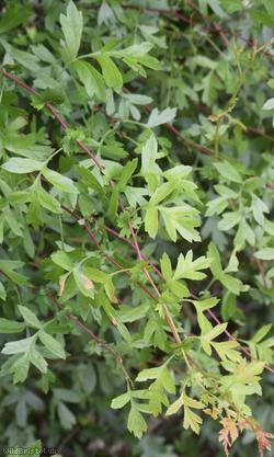 Common Hawthorn type 84