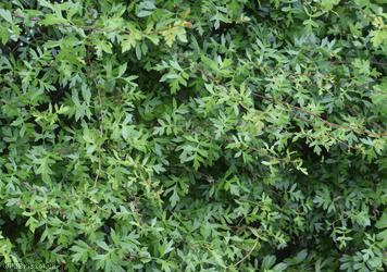 image for Common Hawthorn type 84