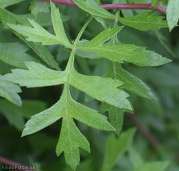 Common Hawthorn type 84