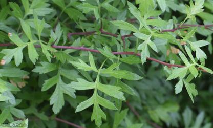 Common Hawthorn type 84