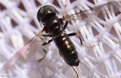 Common Paragus