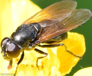 Buttercup Blacklet
