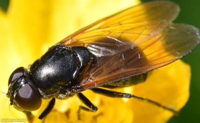 Buttercup Blacklet