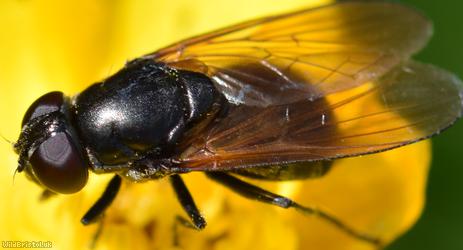 Buttercup Blacklet